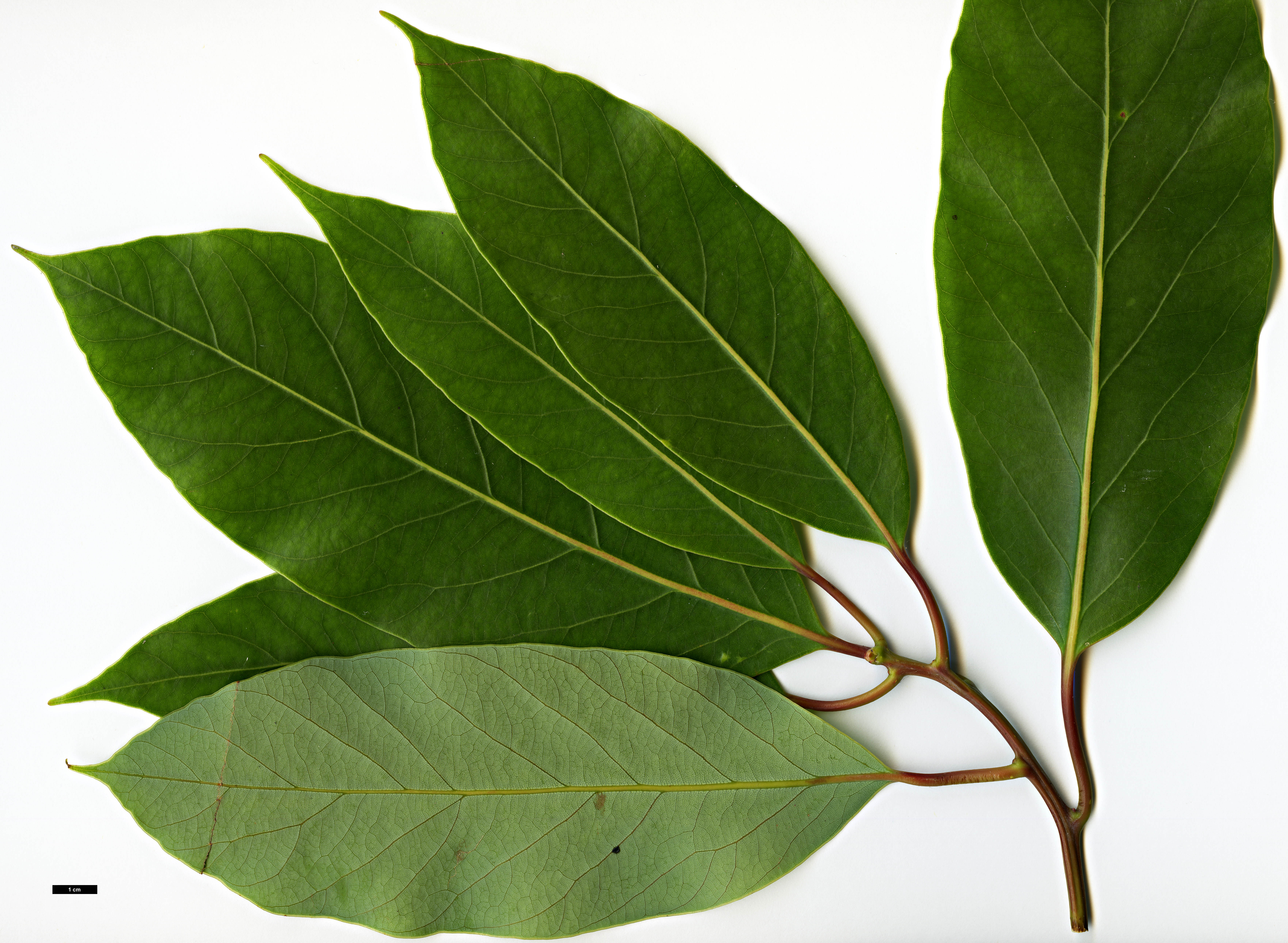 High resolution image: Family: Lauraceae - Genus: Alseodaphne - Taxon: cfr. utillis